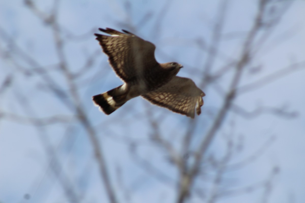 Broad-winged Hawk - ML473634281