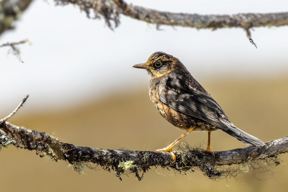 Island Thrush - Bradley Hacker 🦜