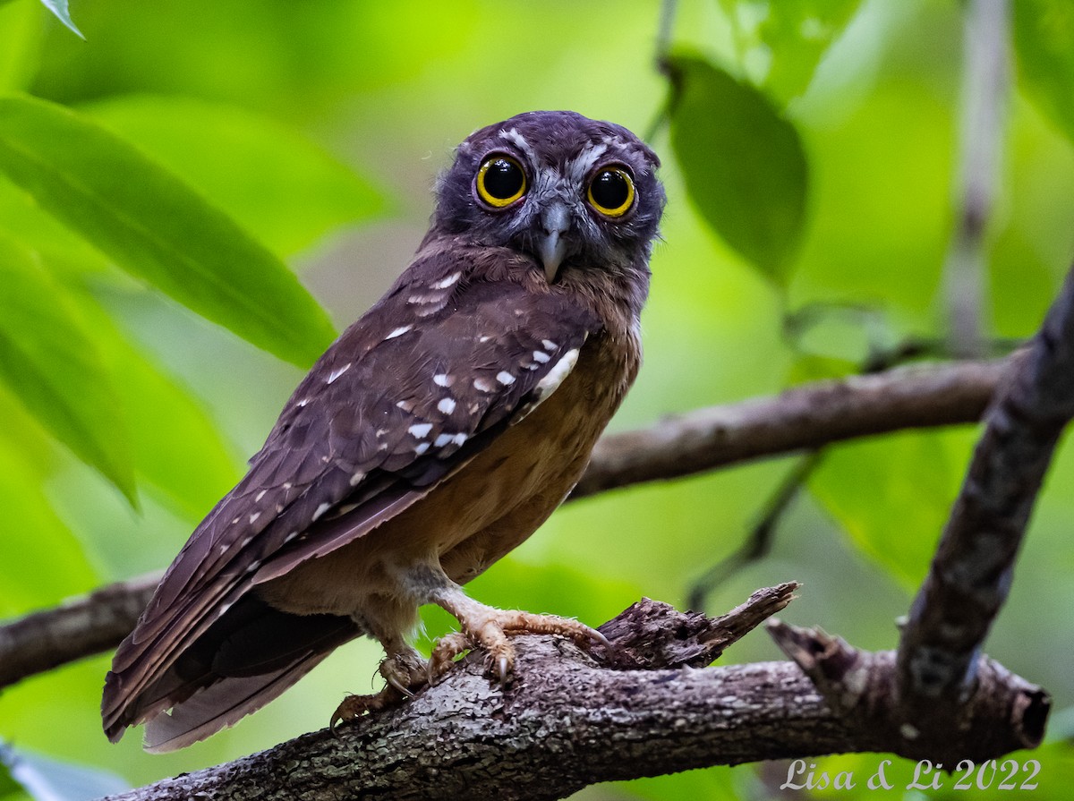 Ochre-bellied Boobook - ML473635191