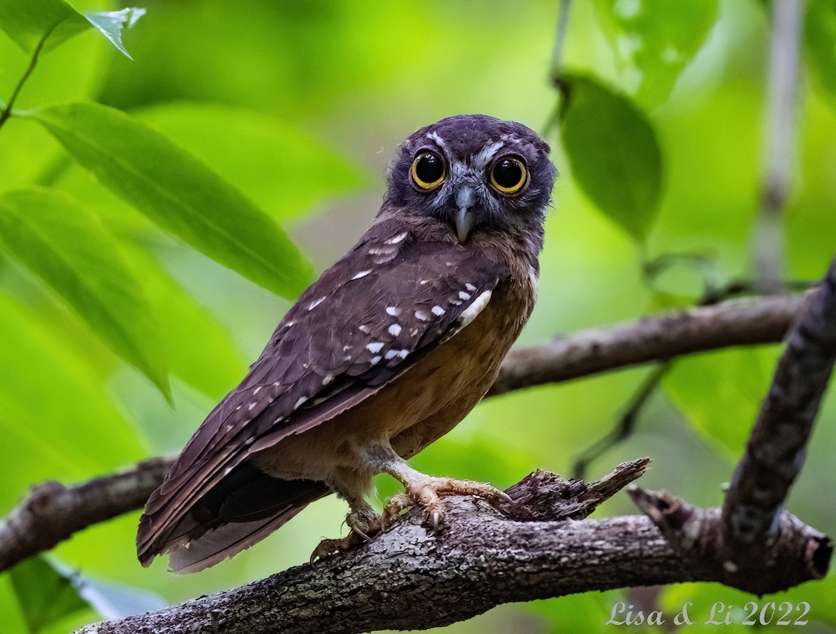 Ochre-bellied Boobook - ML473635271