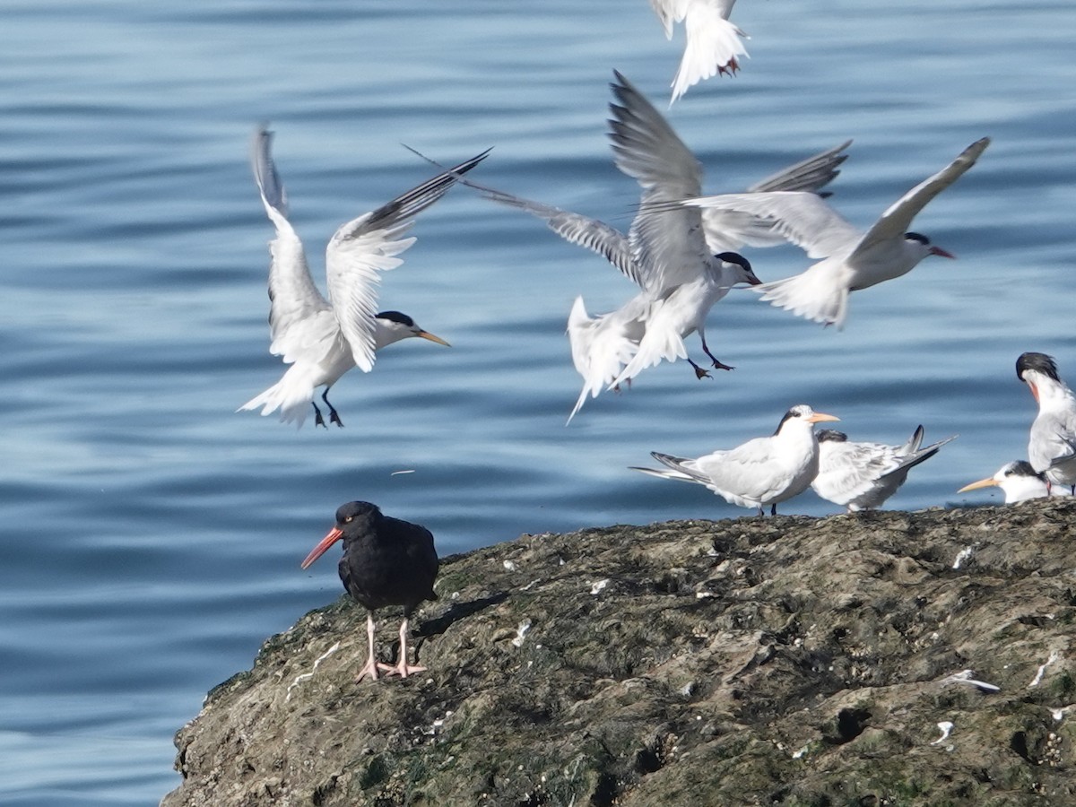 Black Oystercatcher - Gary Martindale