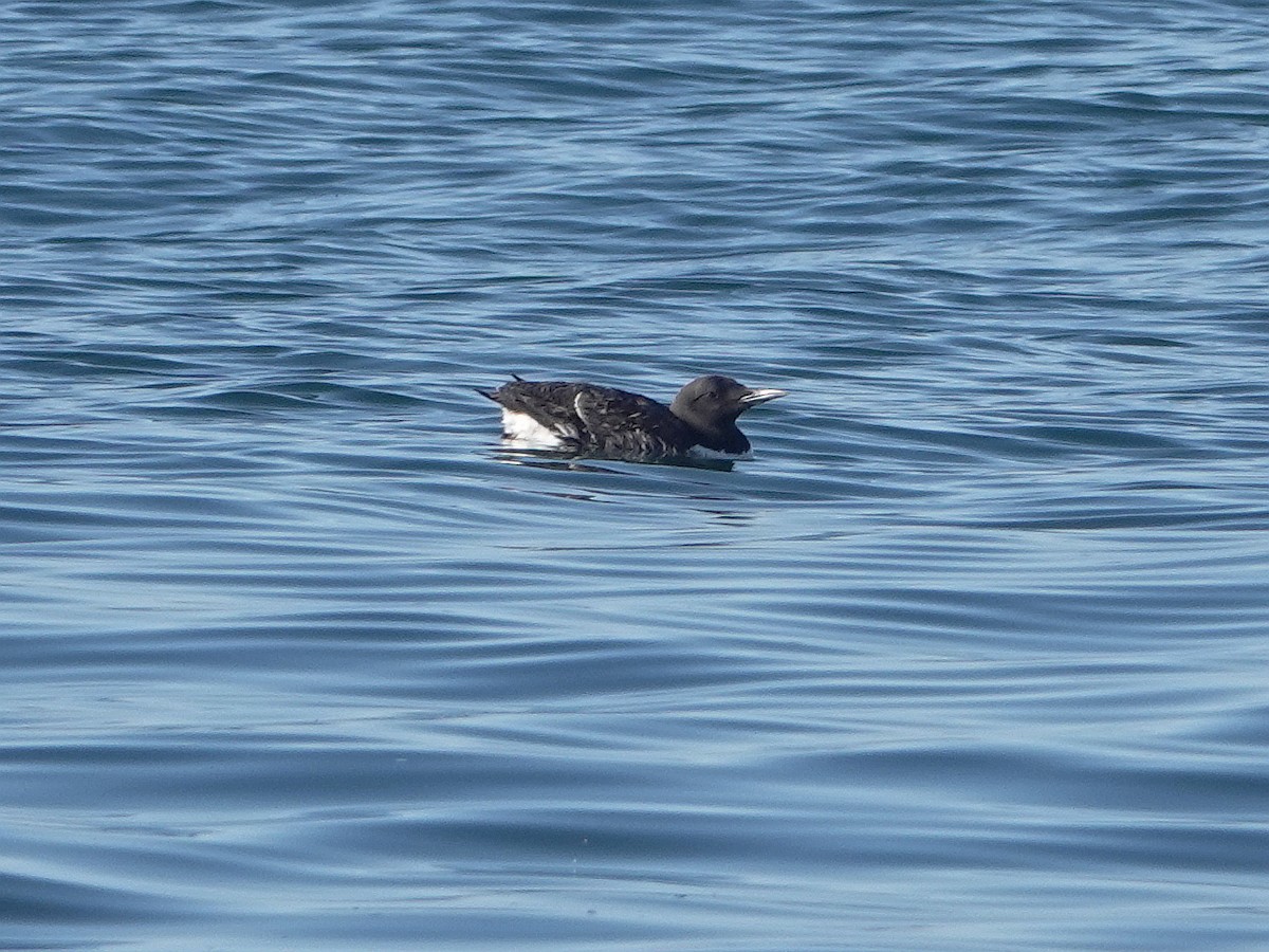 Guillemot marmette - ML473635371