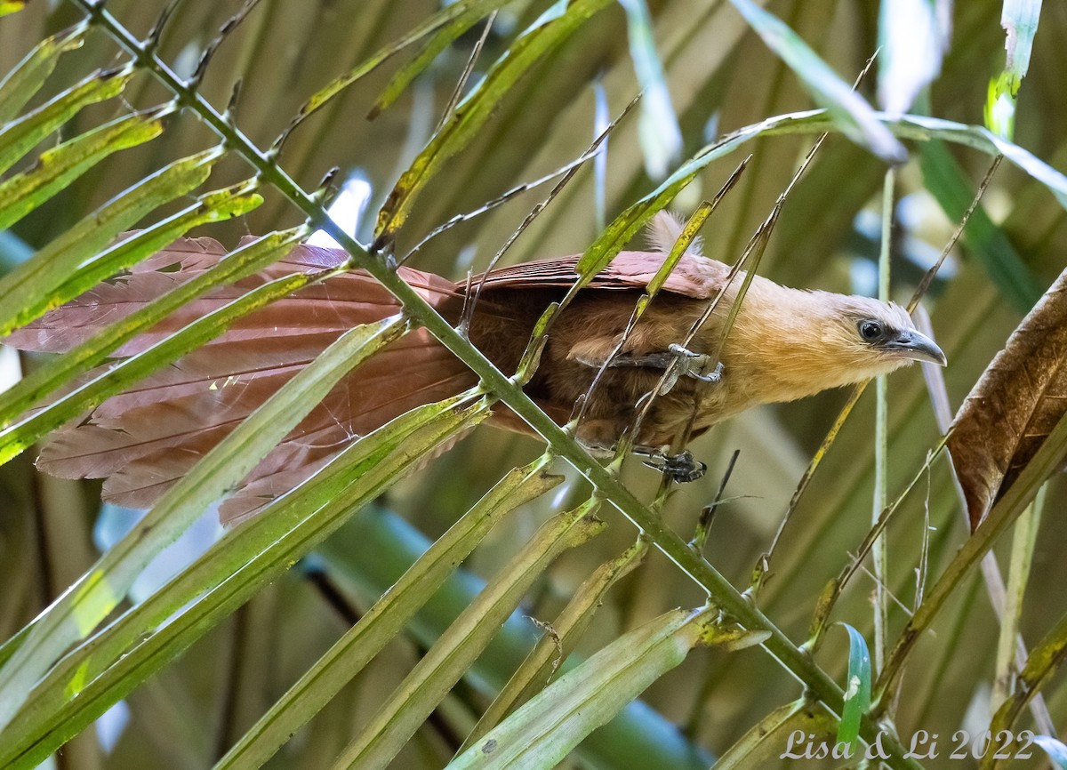 Bay Coucal - ML473635961