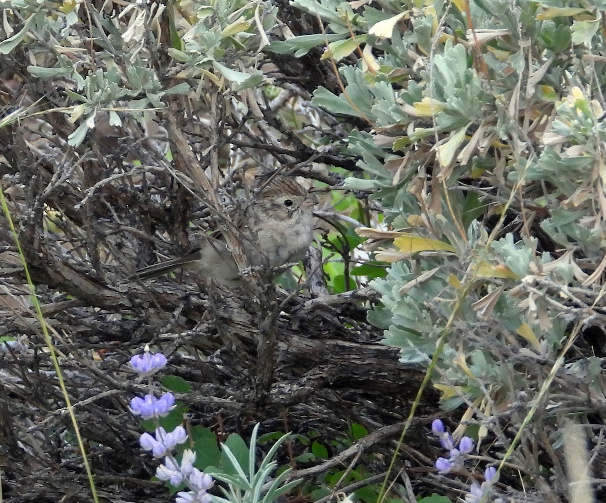 Brewer's Sparrow - ML473636411