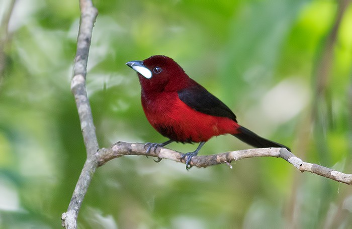 Crimson-backed Tanager - Sam Woods