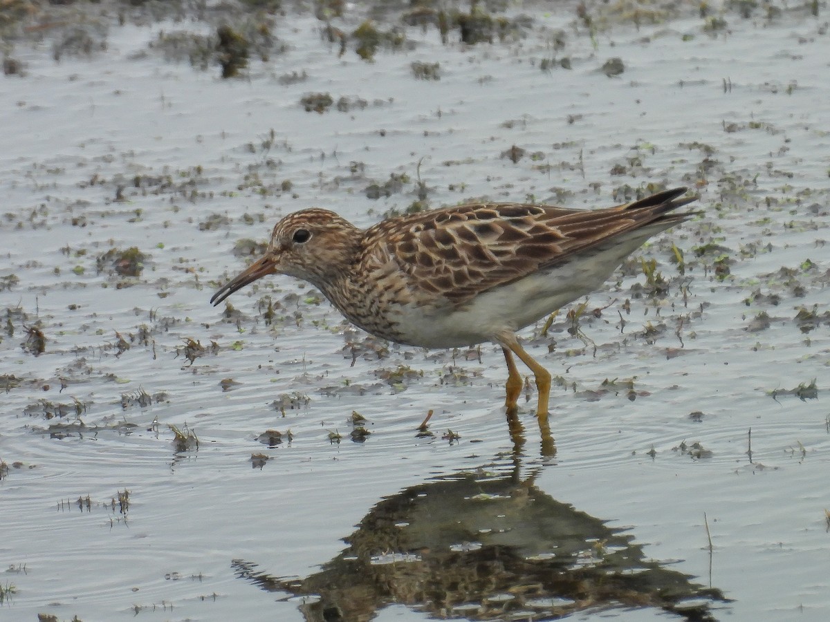 Pectoral Sandpiper - Anna Battaglia