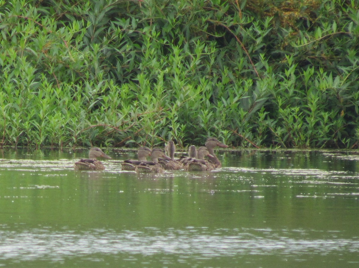 Canard colvert - ML473640691