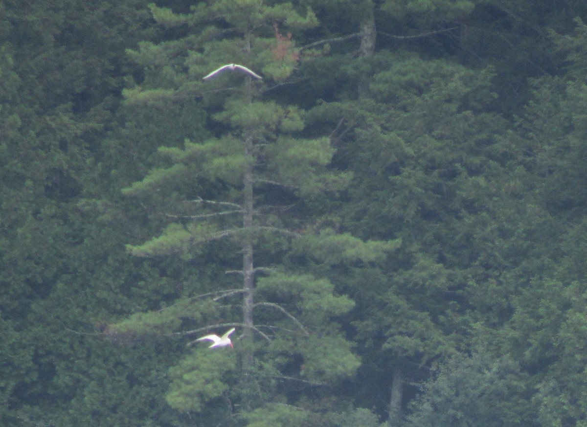 Caspian Tern - ML473640711