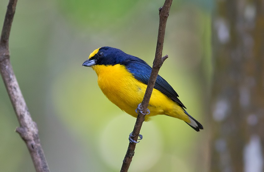 Thick-billed Euphonia - Sam Woods