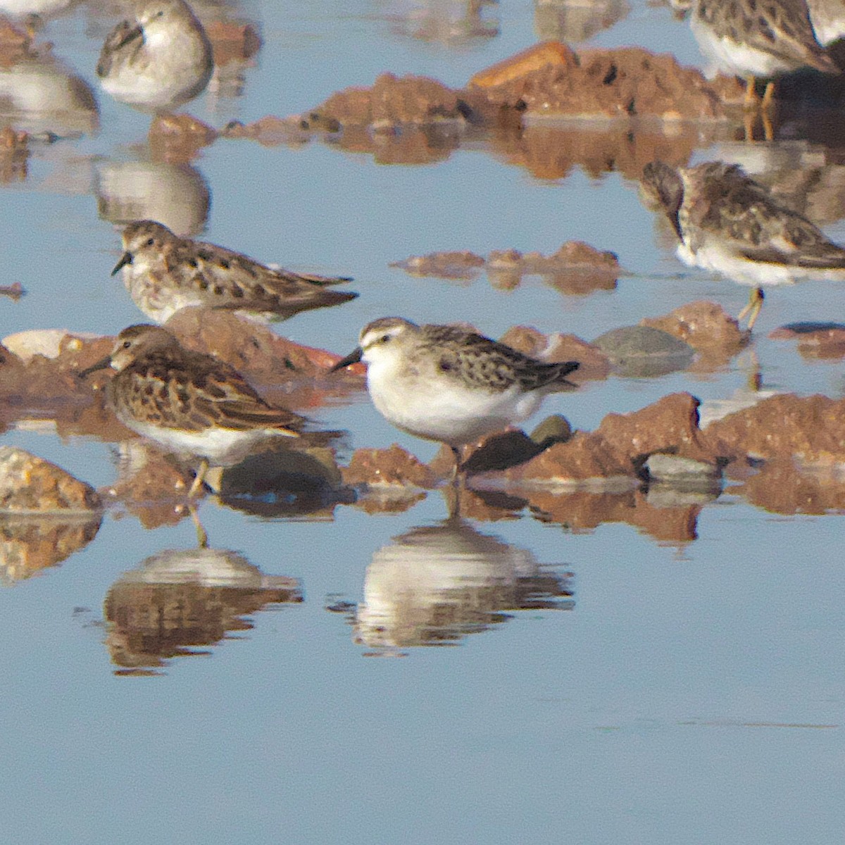 Semipalmated Sandpiper - ML473641691