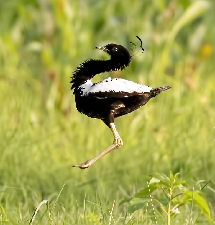 Lesser Florican - Parmil Kumar