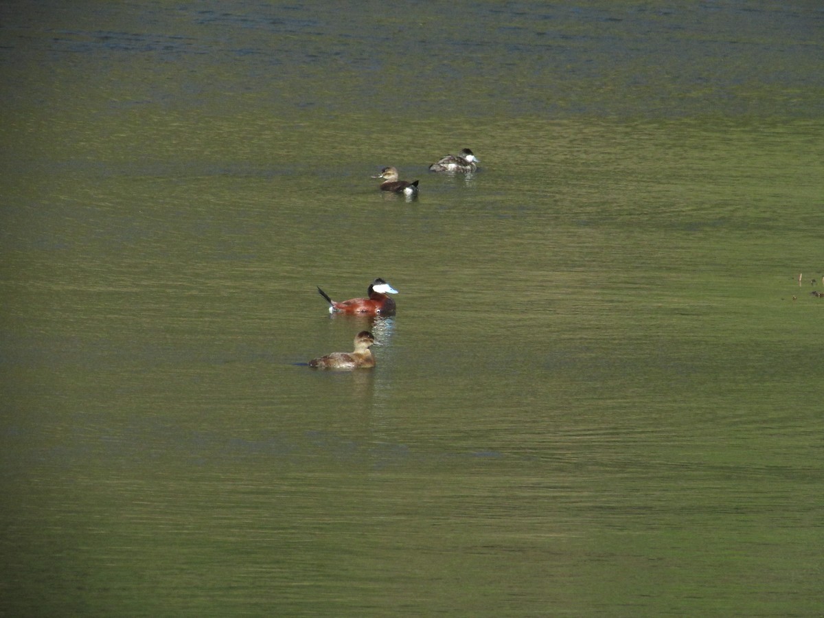 Ruddy Duck - ML47364271