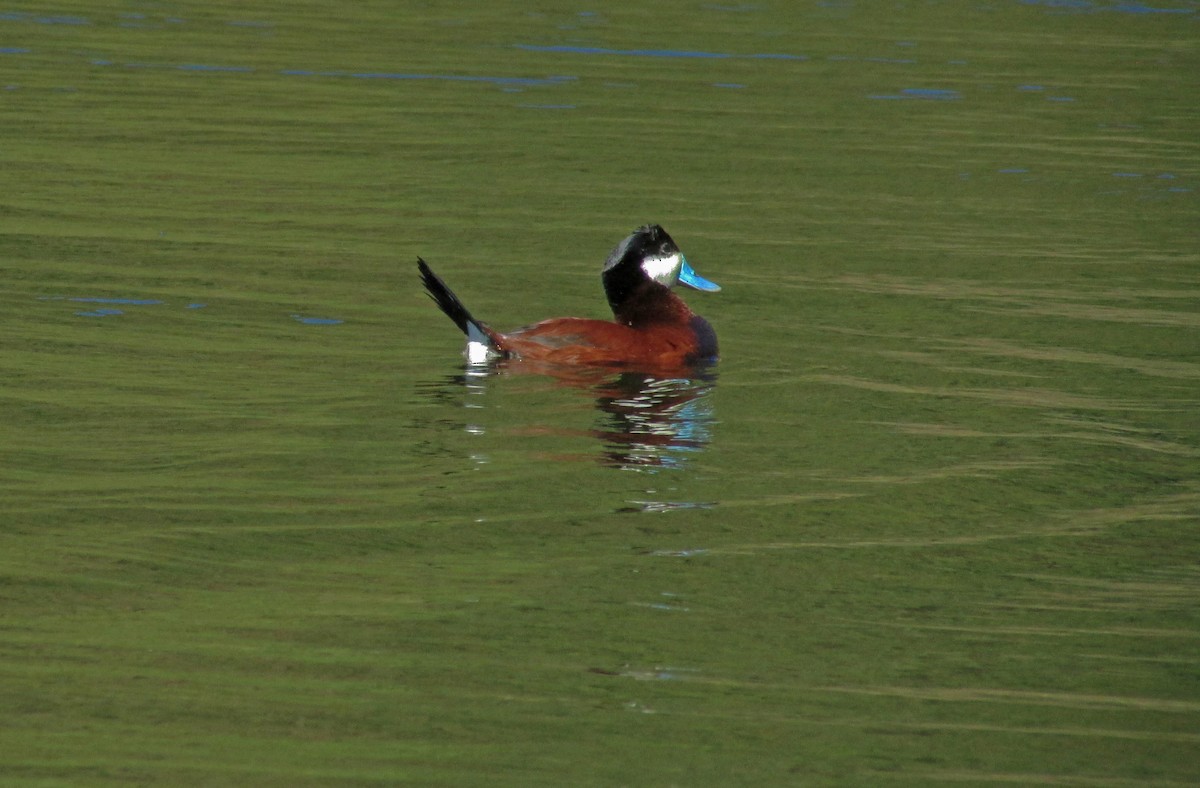 Ruddy Duck - ML47364381