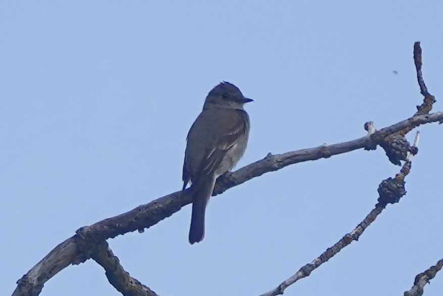 Western Wood-Pewee - ML473643871