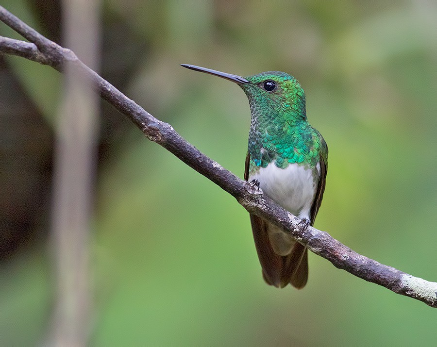 Snowy-bellied Hummingbird - Sam Woods