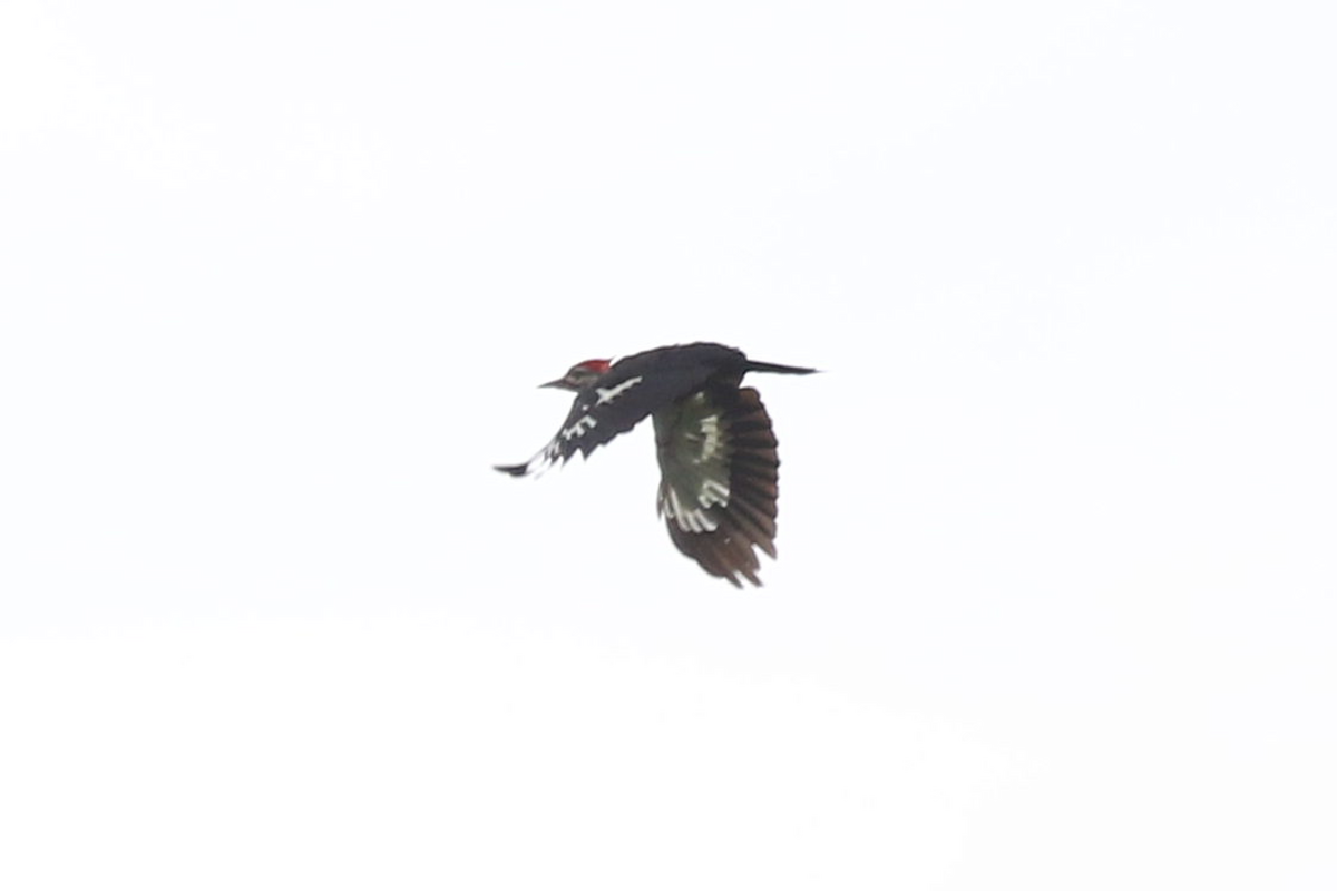 Pileated Woodpecker - Jerry FlyBird