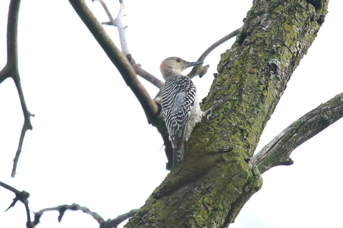 Red-bellied Woodpecker - Jerry FlyBird