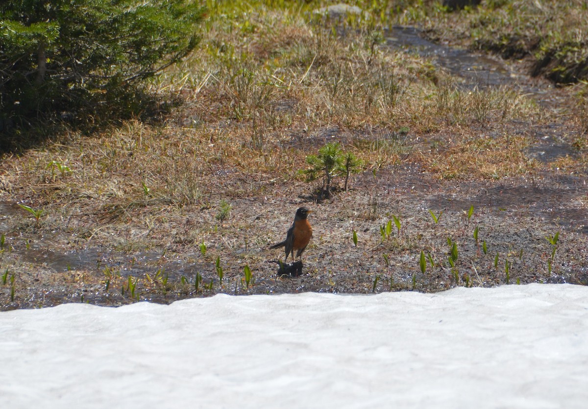 American Robin - ML473649771