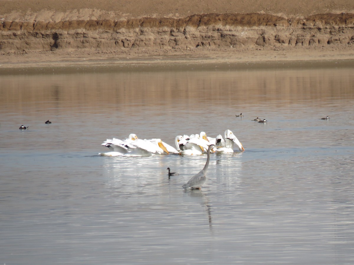 American White Pelican - ML473649971