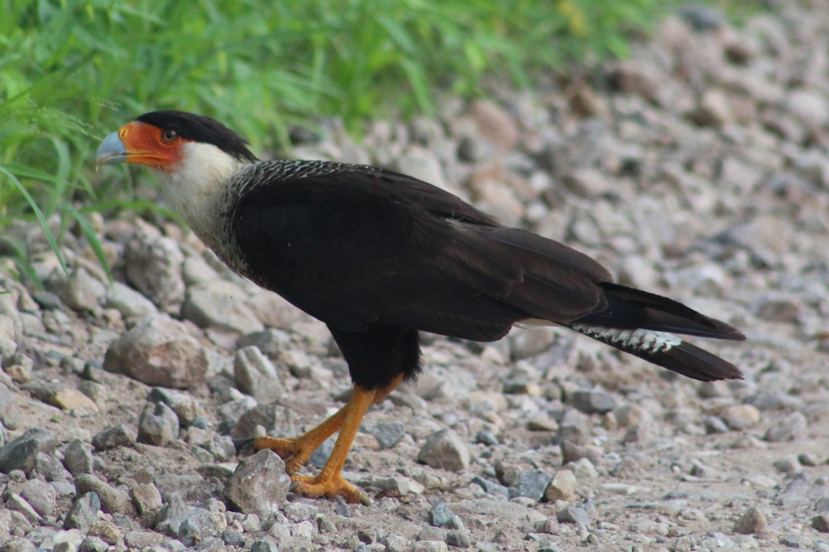 Crested Caracara (Northern) - ML473650351