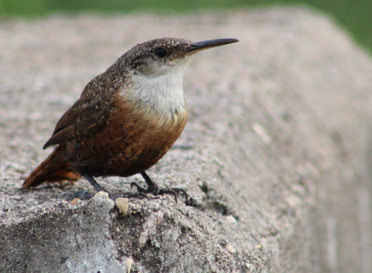 Canyon Wren - ML473650701