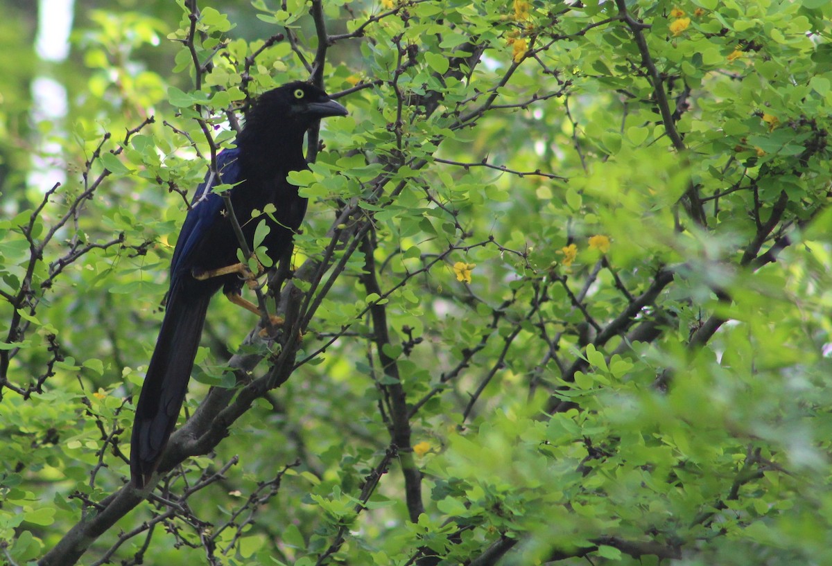 Purplish-backed Jay - Tommy DeBardeleben