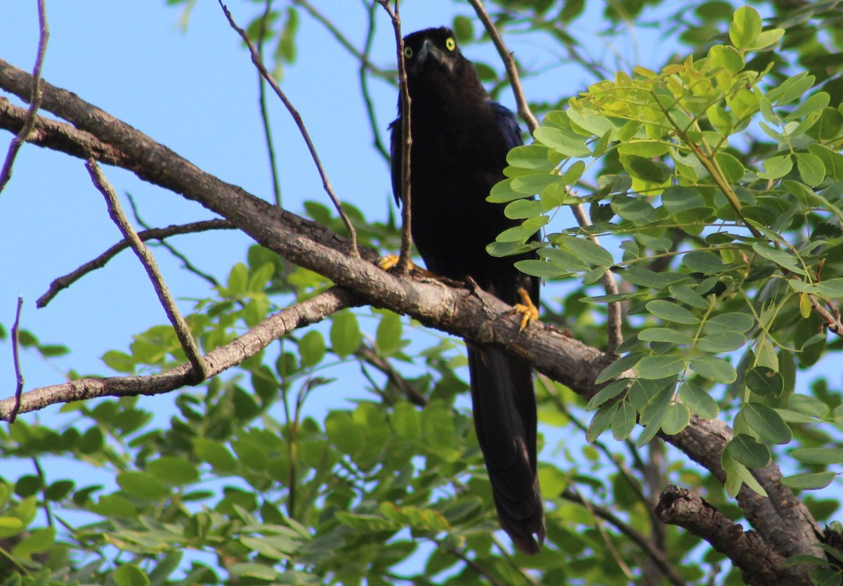 Purplish-backed Jay - ML473651461