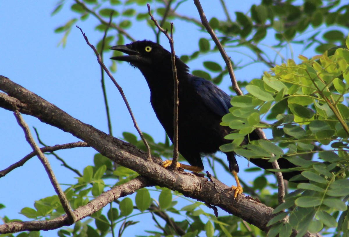 Purplish-backed Jay - ML473651961