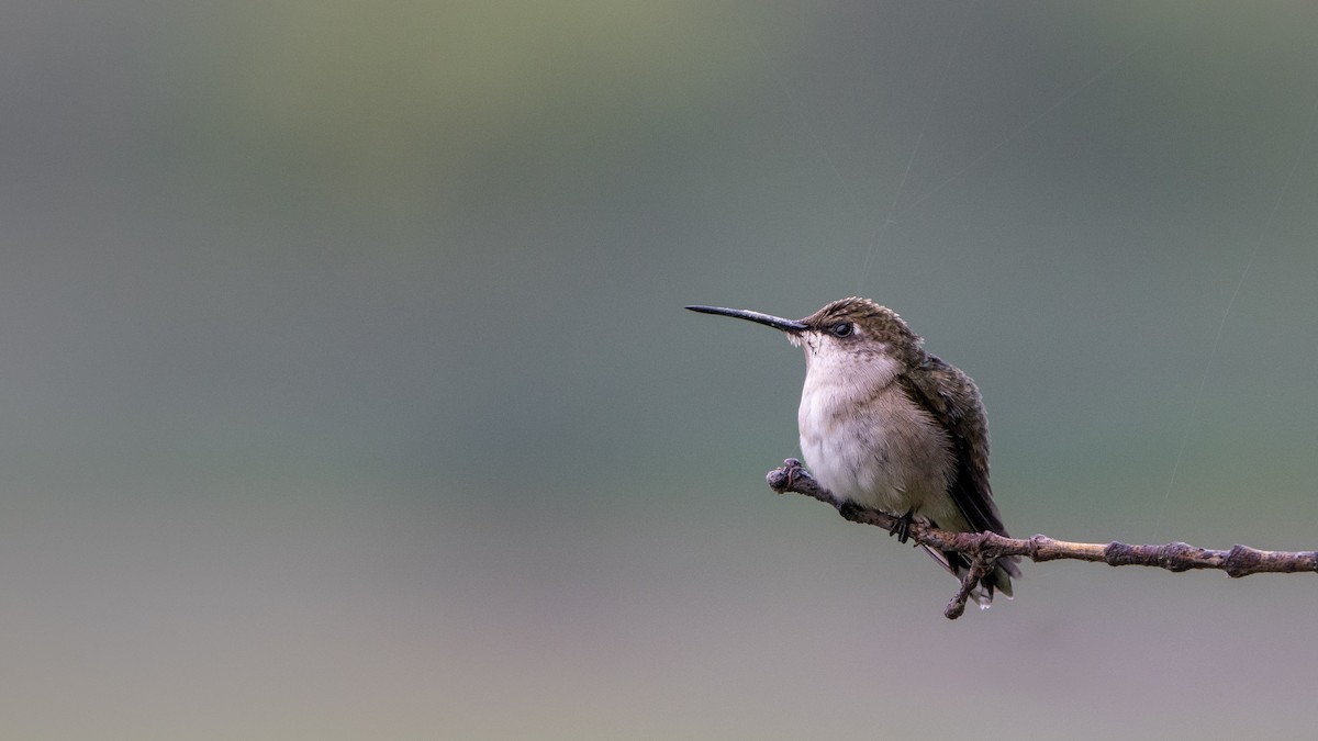 Ruby-throated Hummingbird - ML473652171