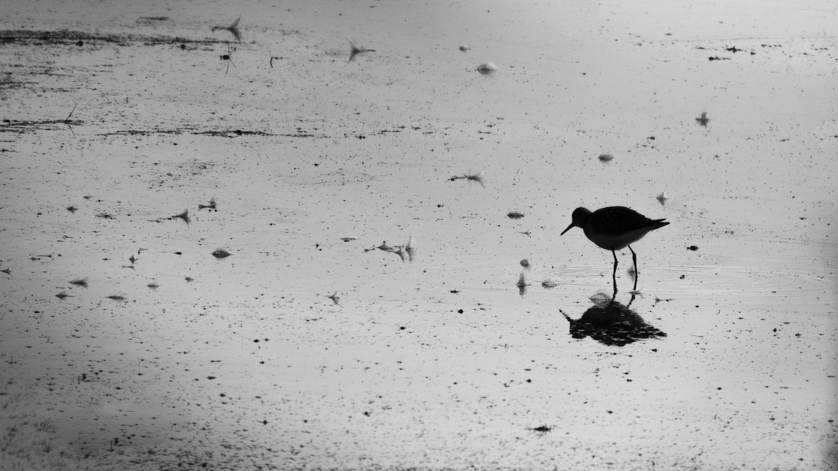 Solitary Sandpiper - ML473652241