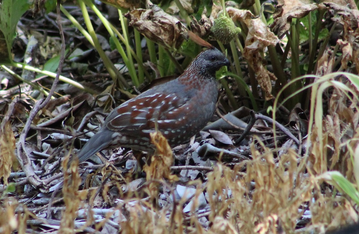 Elegant Quail - ML473652921