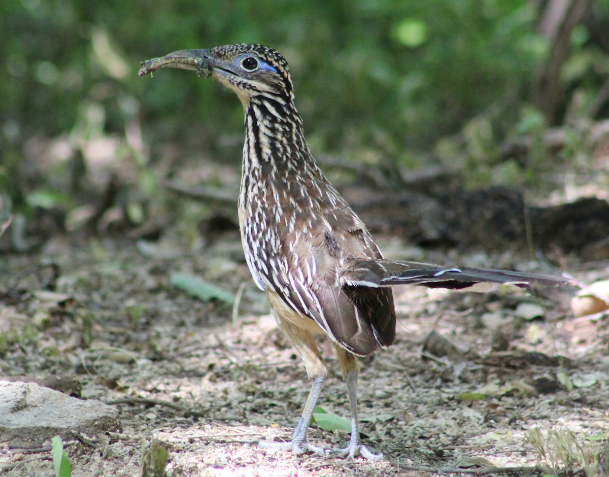 Lesser Roadrunner - Tommy DeBardeleben