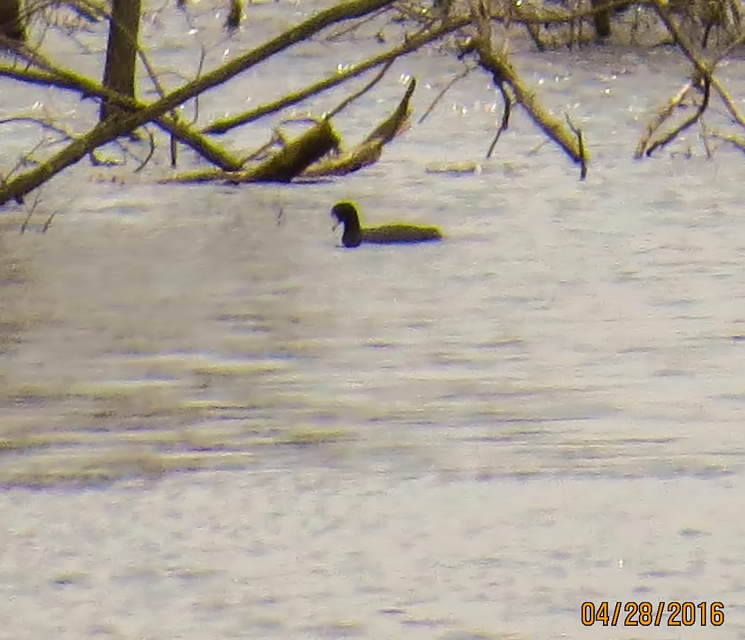 אגמית אמריקנית - ML47365581