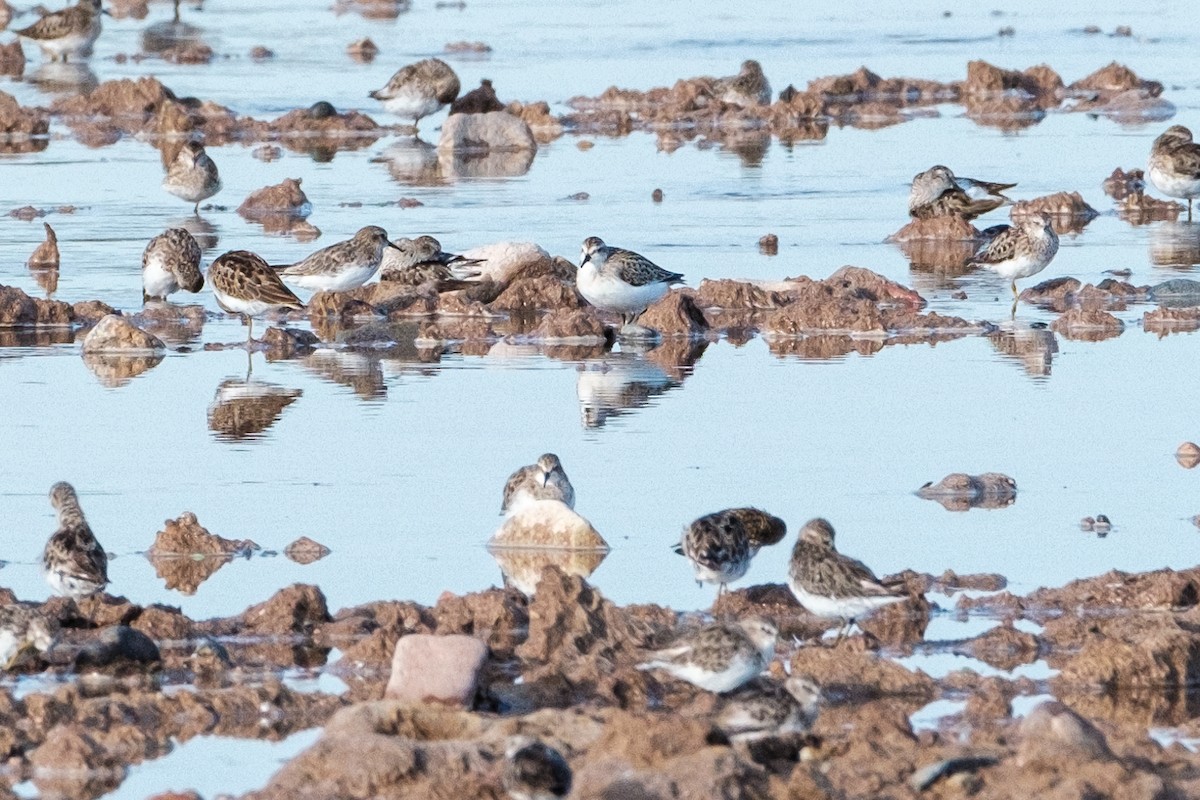 Semipalmated Sandpiper - ML473656051