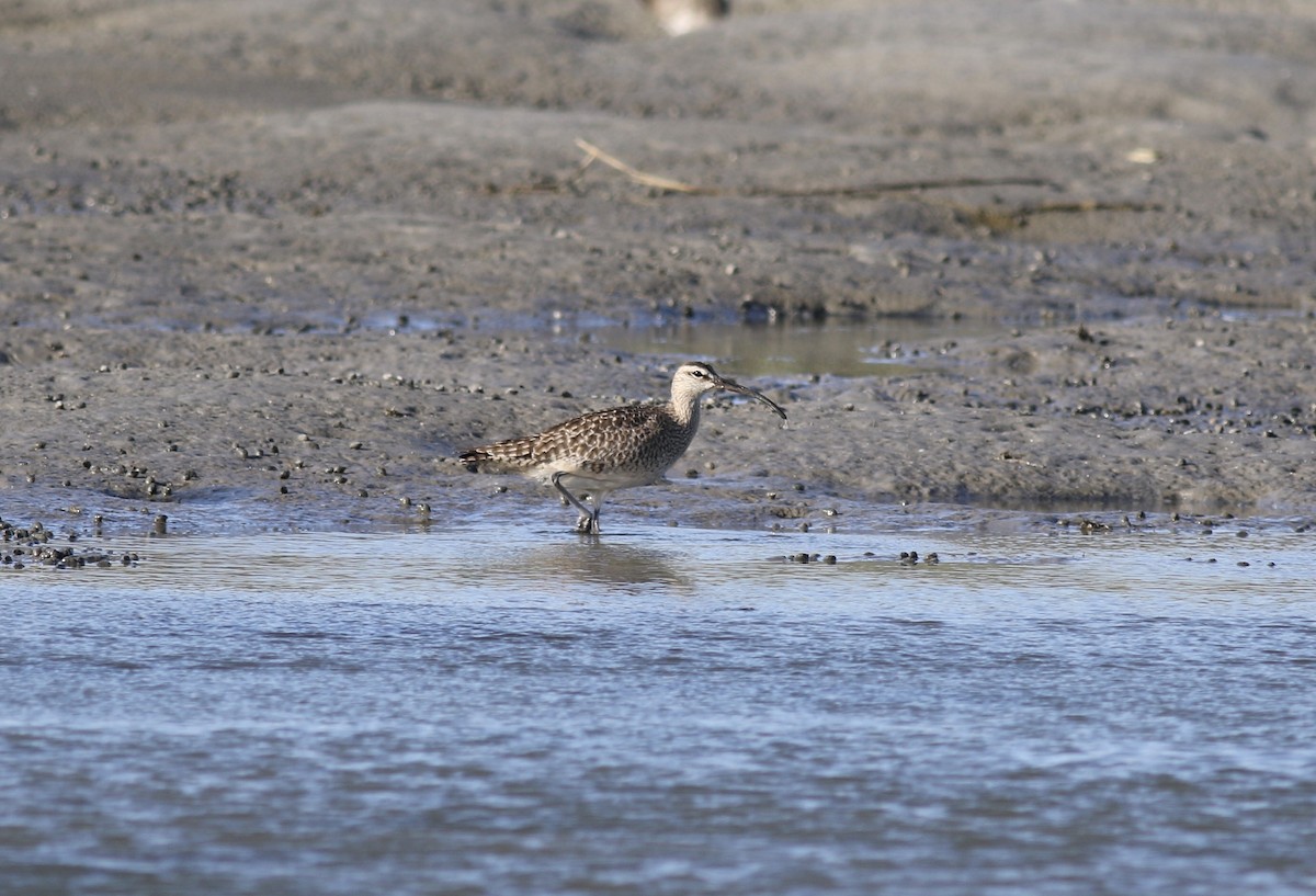 Whimbrel - Jamie Adams