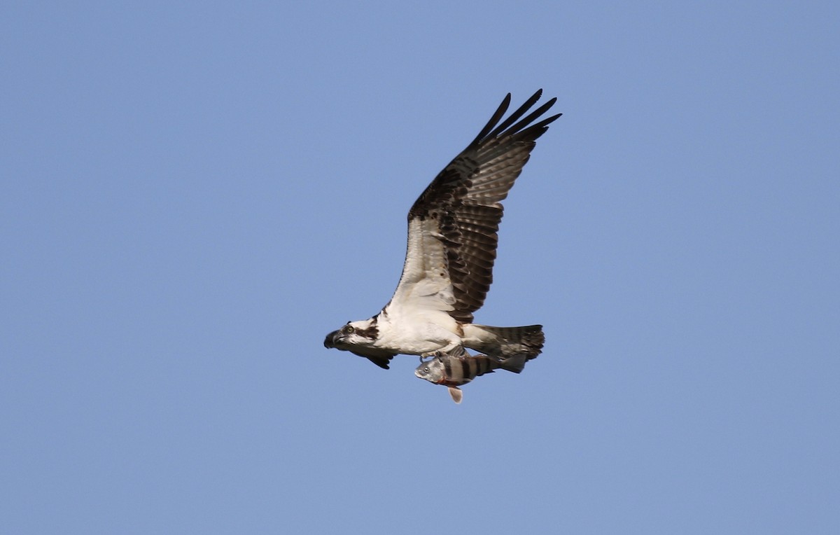 Balbuzard pêcheur - ML473657251