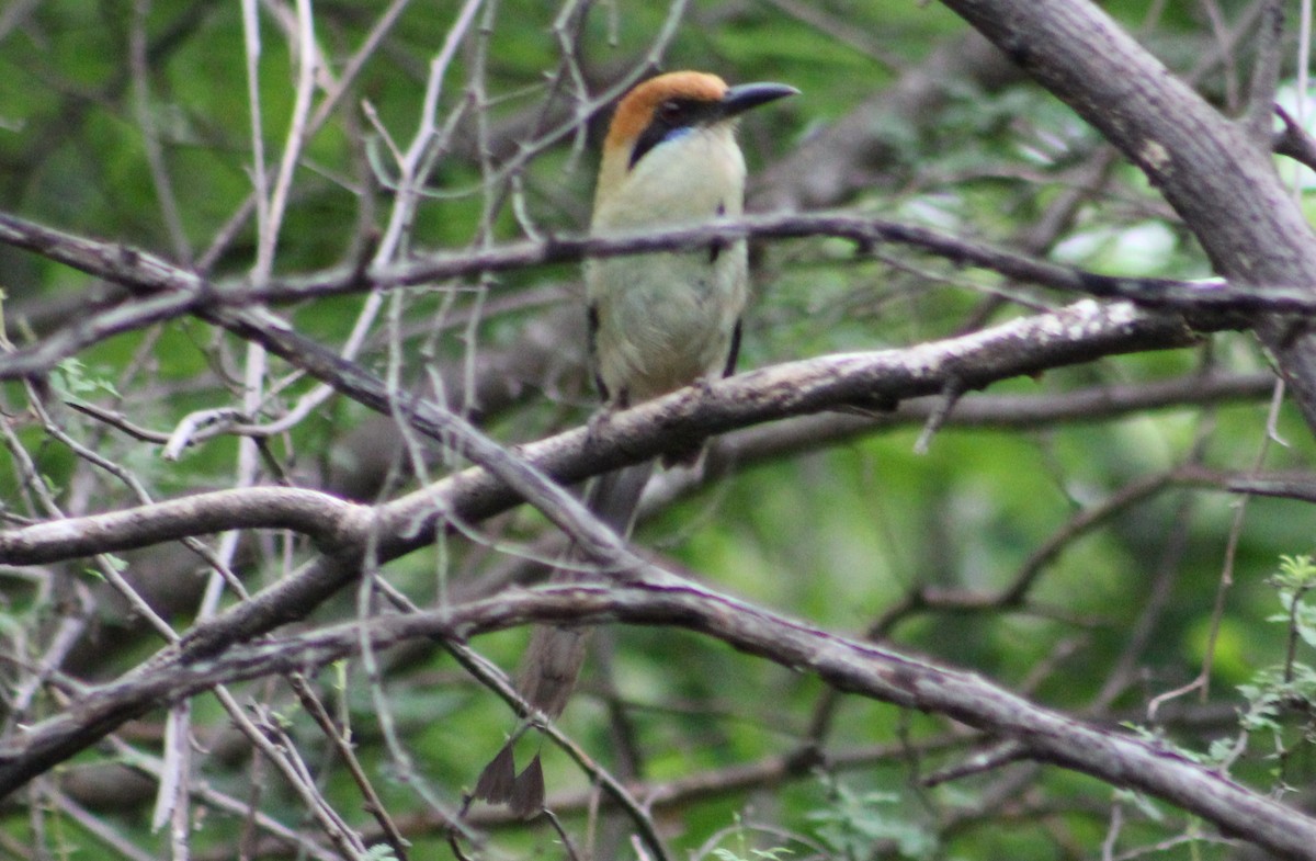 Russet-crowned Motmot - ML473659551