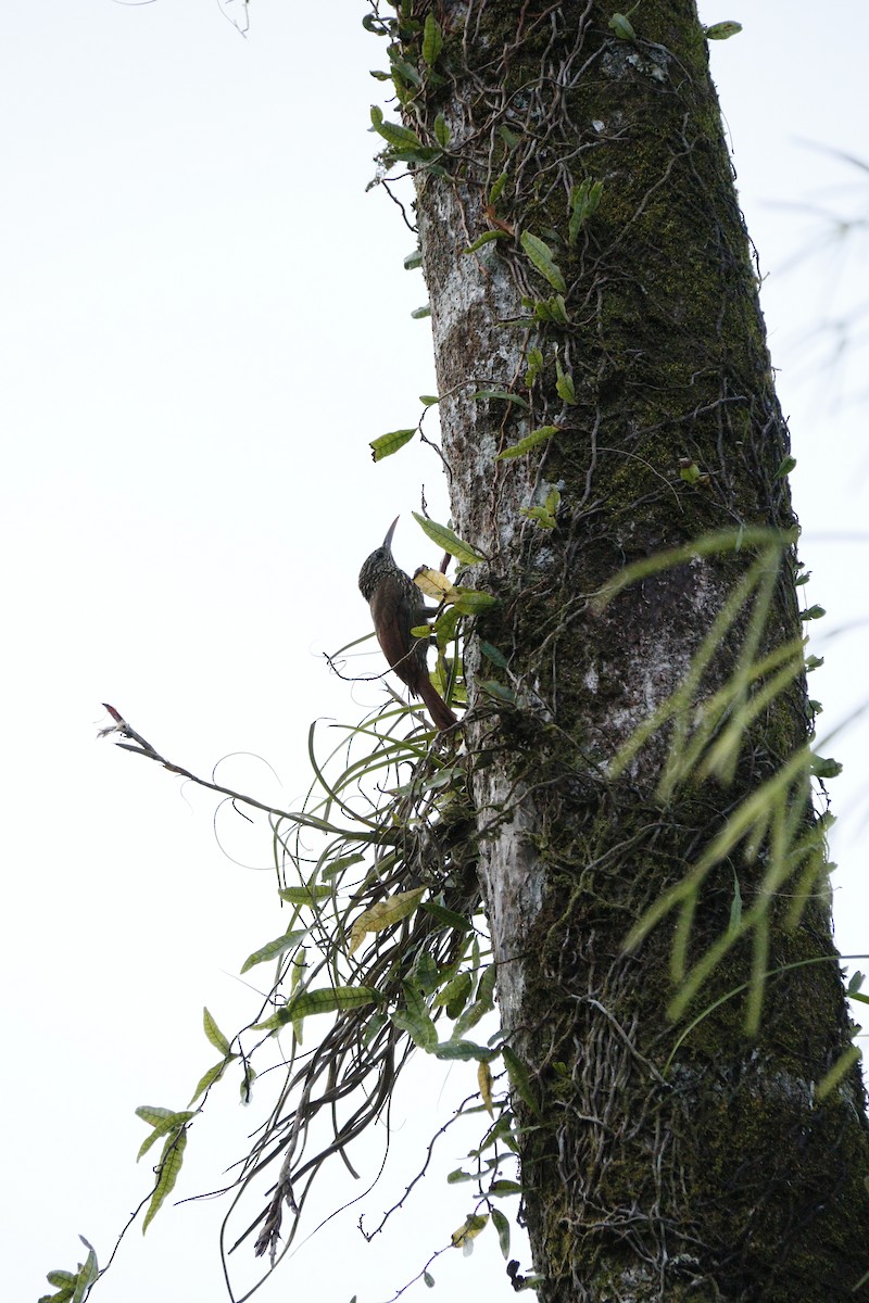 Black-striped Woodcreeper - ML473661161