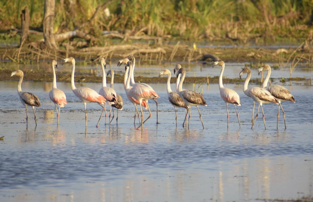 Chilean Flamingo - ML473661651