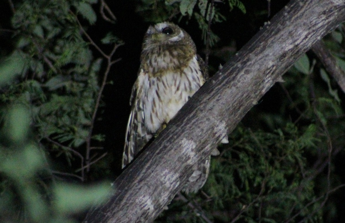 Mottled Owl - Tommy DeBardeleben