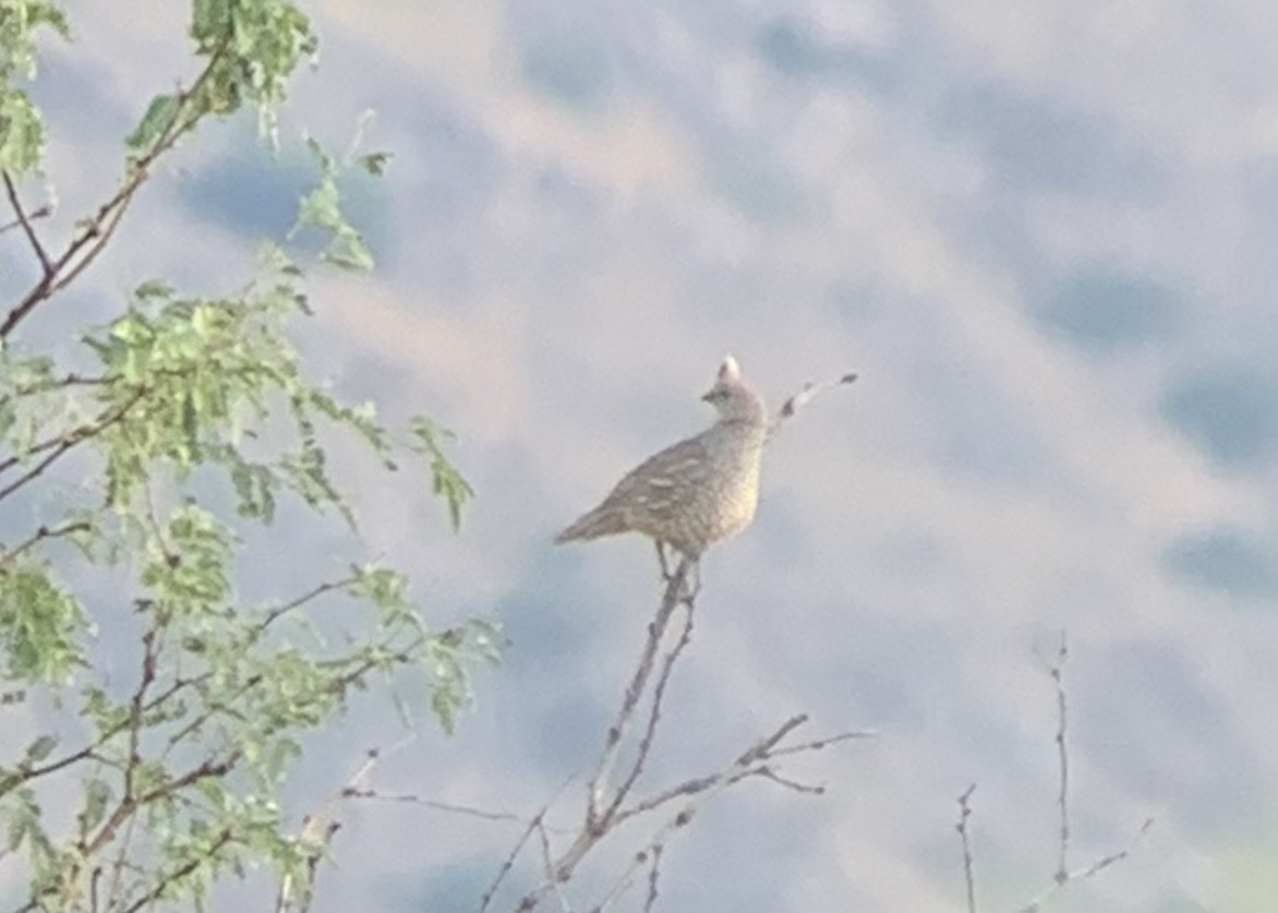 Scaled Quail - ML473663121