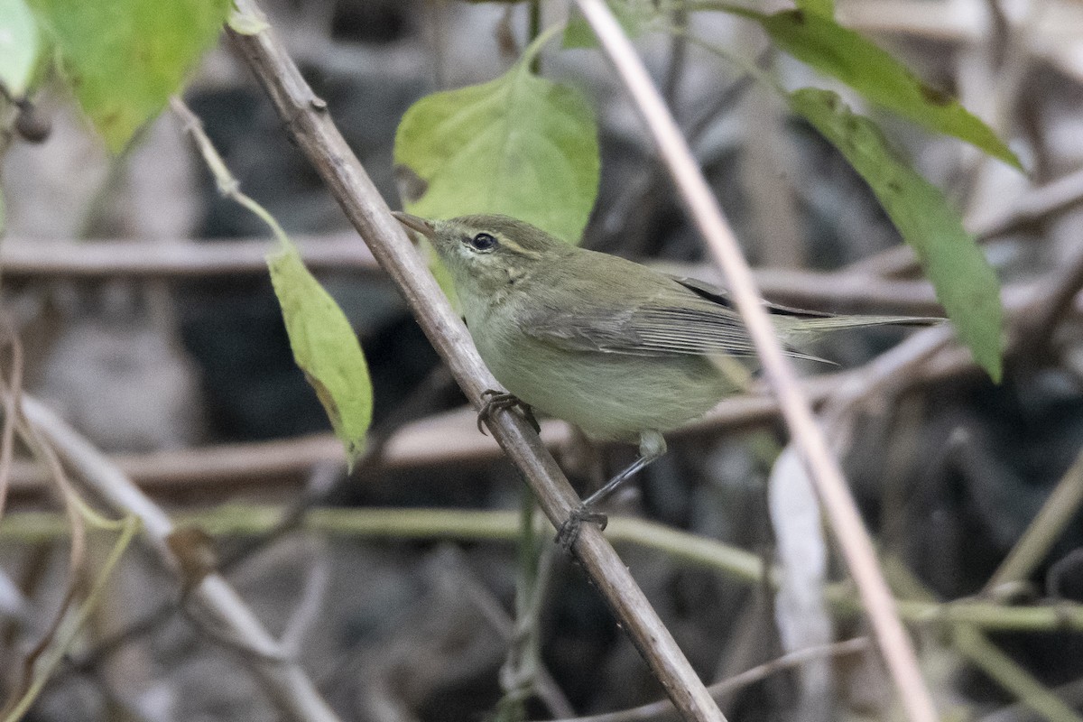 Greenish Warbler - ML473664161