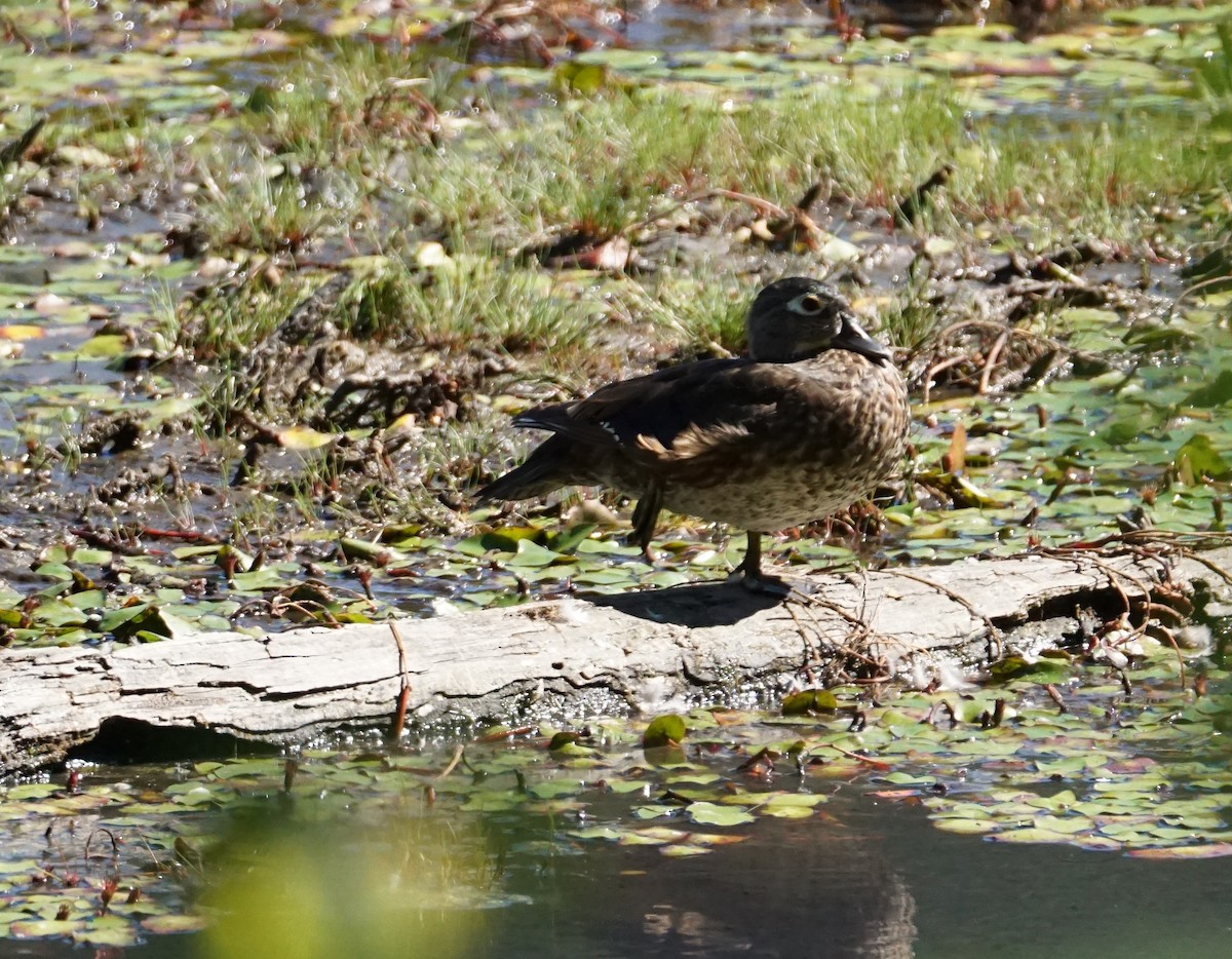 Wood Duck - ML473664341
