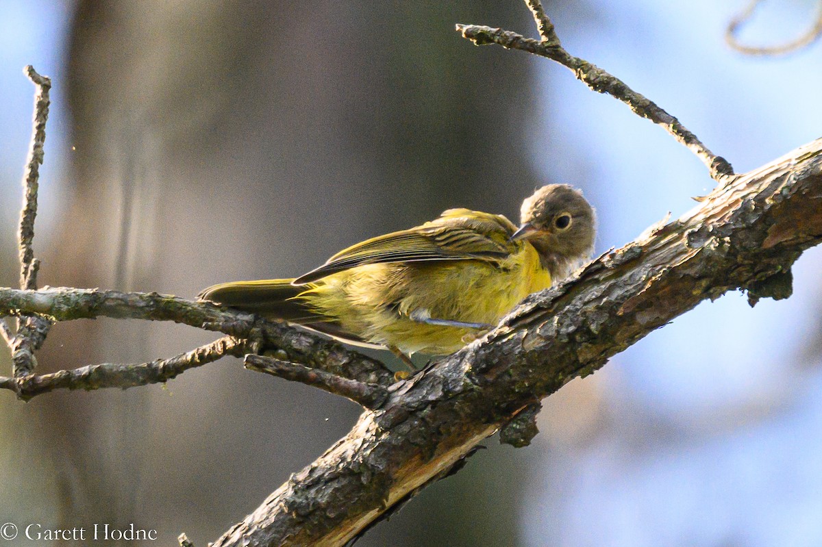 Nashville Warbler - Garett Hodne