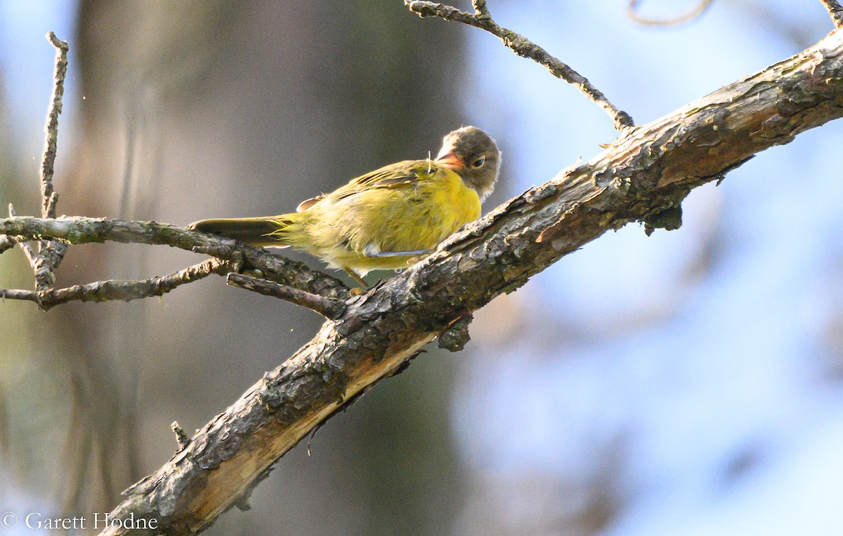 Nashville Warbler - ML473665511