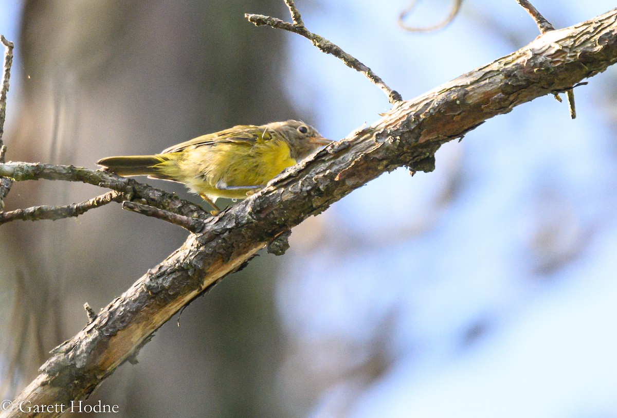 Rubinfleck-Waldsänger - ML473665521