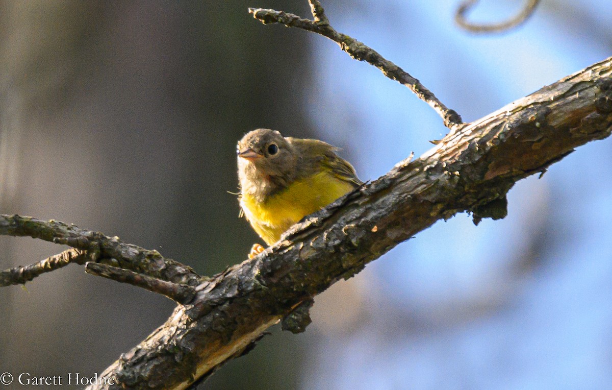 Nashville Warbler - ML473665531