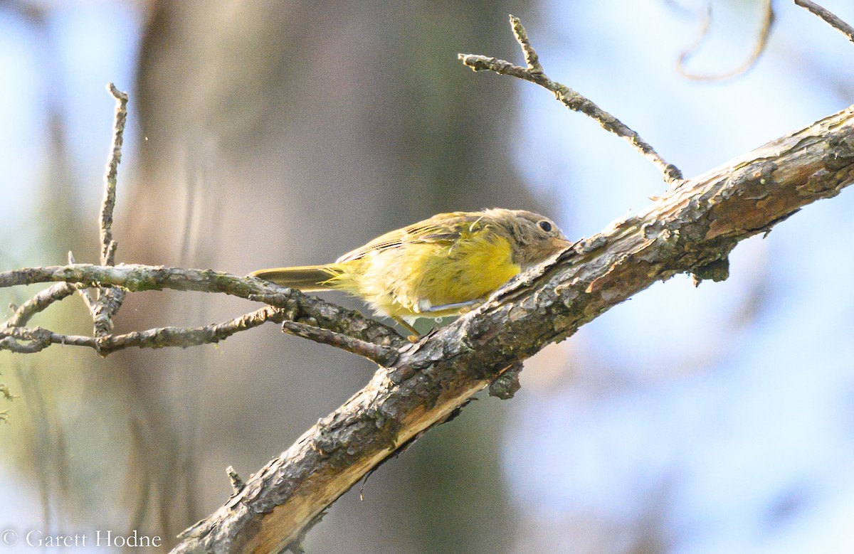 Nashville Warbler - Garett Hodne