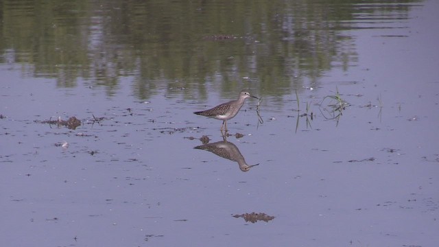 Lesser Yellowlegs - ML473666401