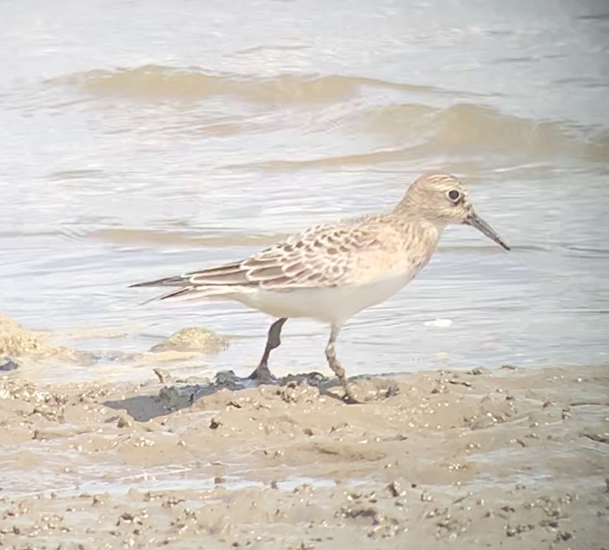 Baird's Sandpiper - ML473668221